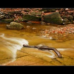 ...mumlavský klacík...