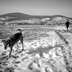 O ľudoch a psoch (návrat)