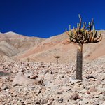 Kaktus Candelabro I