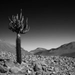 Kaktus Candelabro II