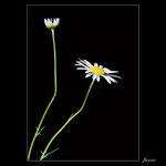 Asi margarátka alebo čo to je ;o)