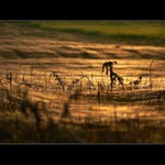 *krásy babího léta*