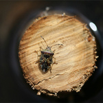 Hle ploštici u rybníka, ví  snad někdo kam utíka? :)