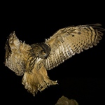 noční LET  ( výr velký )