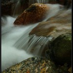 lesní potůček (5)