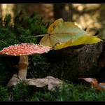 Muchomurka s listkama