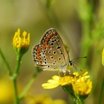 nevěsta ve žlutém