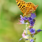 stojí motýl na vartě