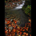 ..lístek vedle lístku...