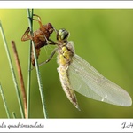 Libellula quadrimaculata