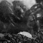 Bothriurus keyserlingi