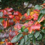 Barevná paleta podzimu