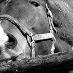 ...mmm to je dobrota