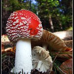 Mochomůrka červená