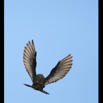 ... Ptaci harmonie ...