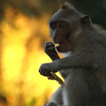 Svobodný mako z Bali