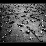 Předzimní shromáždiště