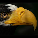 Haliaeetus pelagicus