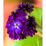 Fialová v podzimním hávu...