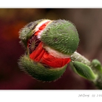 Ještě to stihnu...