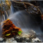 Podzimni potokovka I.