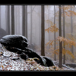 první  sněhová ....