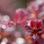 Podzimní...drobnosti...