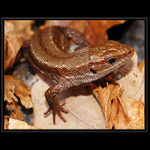 Prekvapenie na ceste