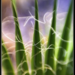 Pozvolné probouzení