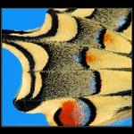 ** Motýlí efekt **