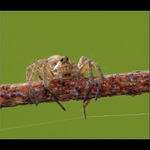 ** Ještě jedno vlákno pro zichr **