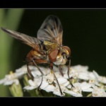 ** Jen si líznu a letím III **