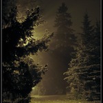 ** Parkovka obecná **