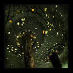 ...obrazy z chodníků I. ...