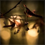 * * *  podzimní * * *