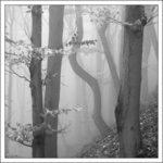 ..cesta buků mlhou...