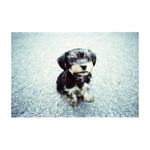 čižmoň der größte Hund