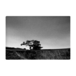 afrika grass roof shot