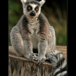 Lemur