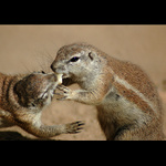 = Přátelské dělení =