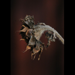 = Smrt královny slunce =