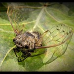 .. Létající pevnost..