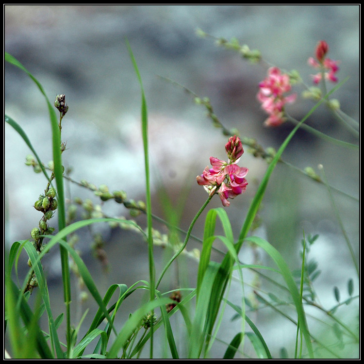 a jedny kytičky něžné...