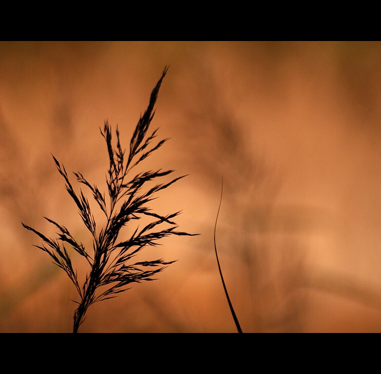 Podzimní malování aneb myší ocásek