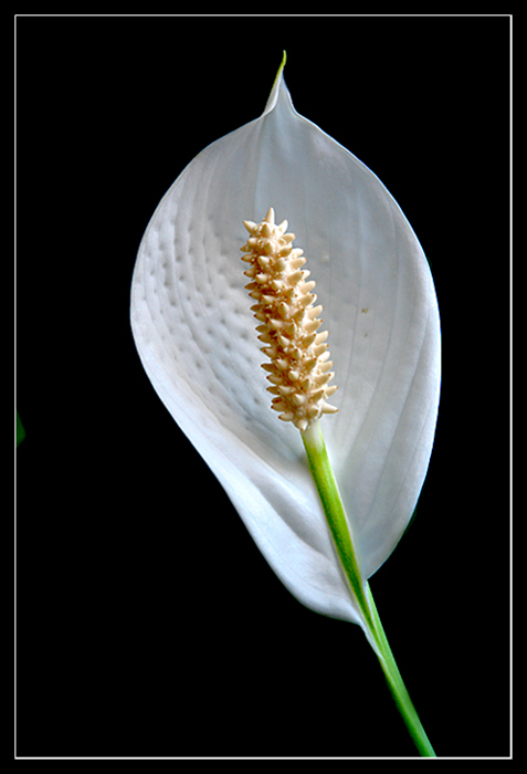 Spathiphyllum
