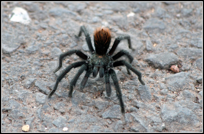 Tarantula (disambiguation).