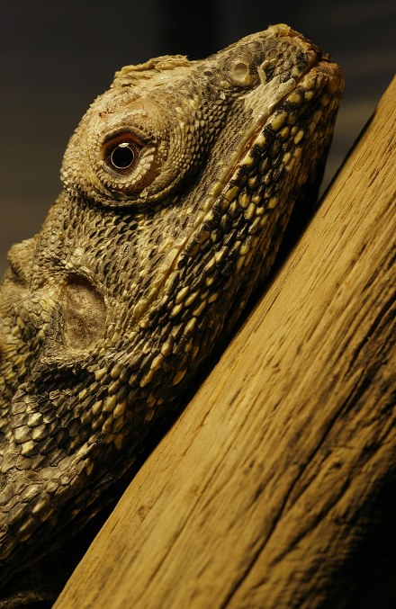Agama