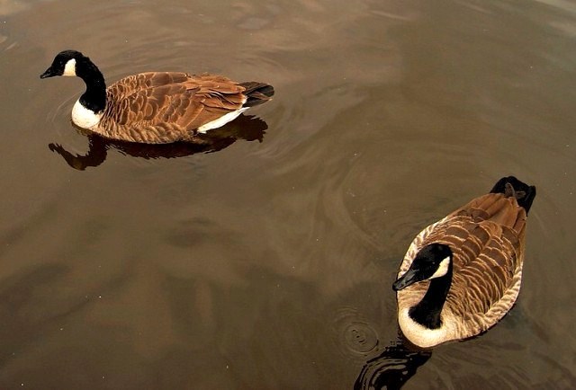 Rozchod.