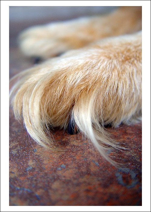 Pacička pro štěstí