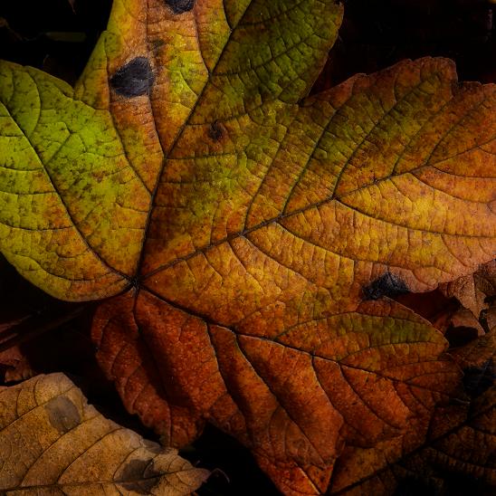 Color harmonies